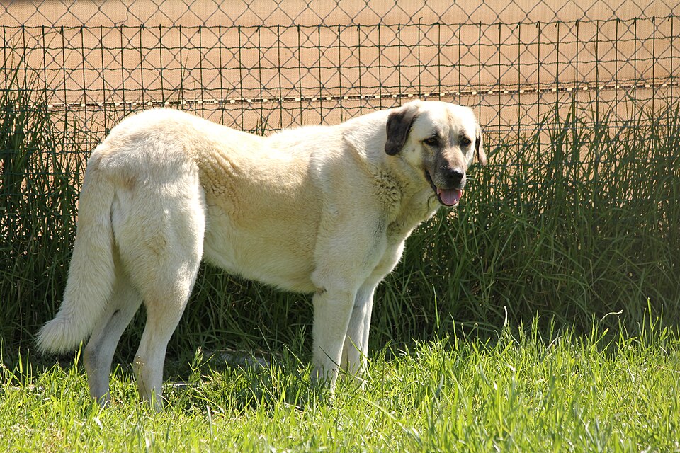 Anatolian Shepherd Dog — breed profile photo