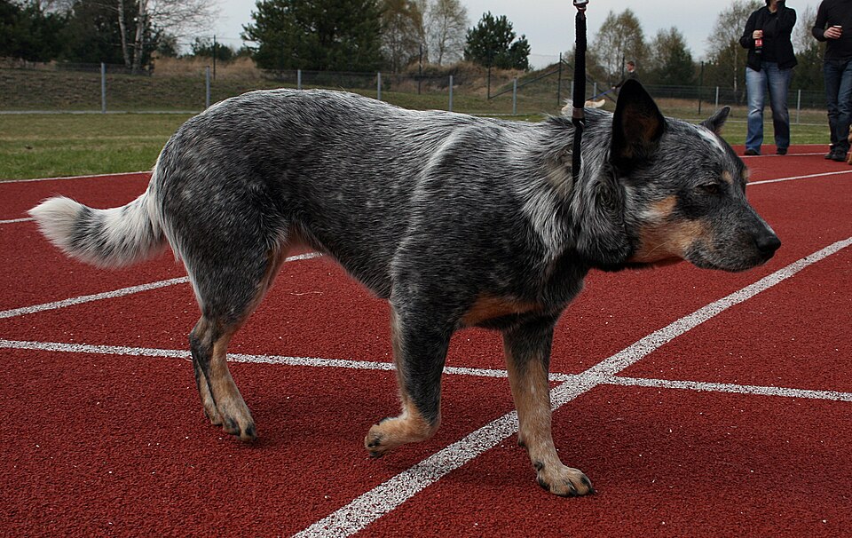 Australian Cattle Dog β breed profile photo