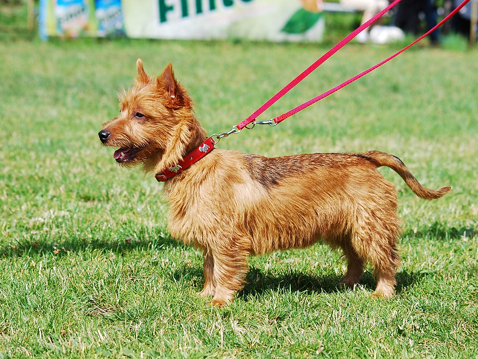 Australian Terrier — breed profile photo