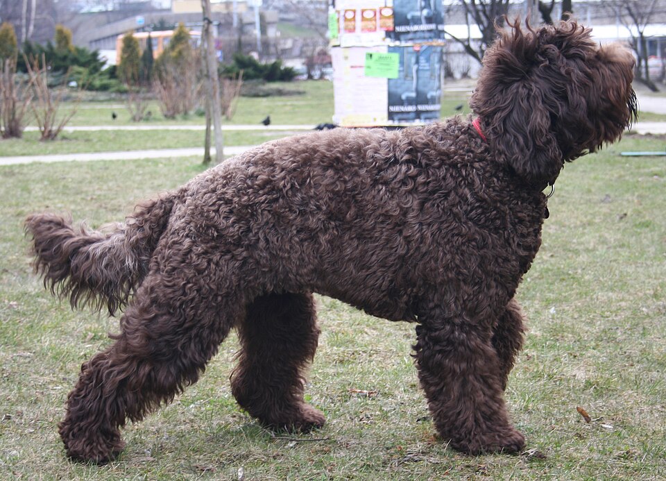 Barbet β breed profile photo