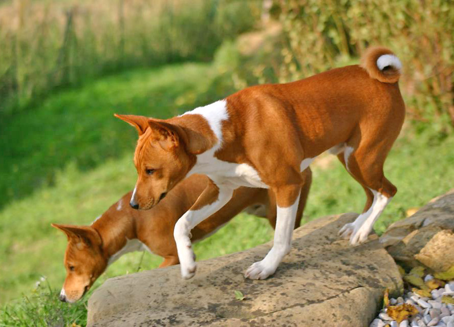 Basenji — breed profile photo