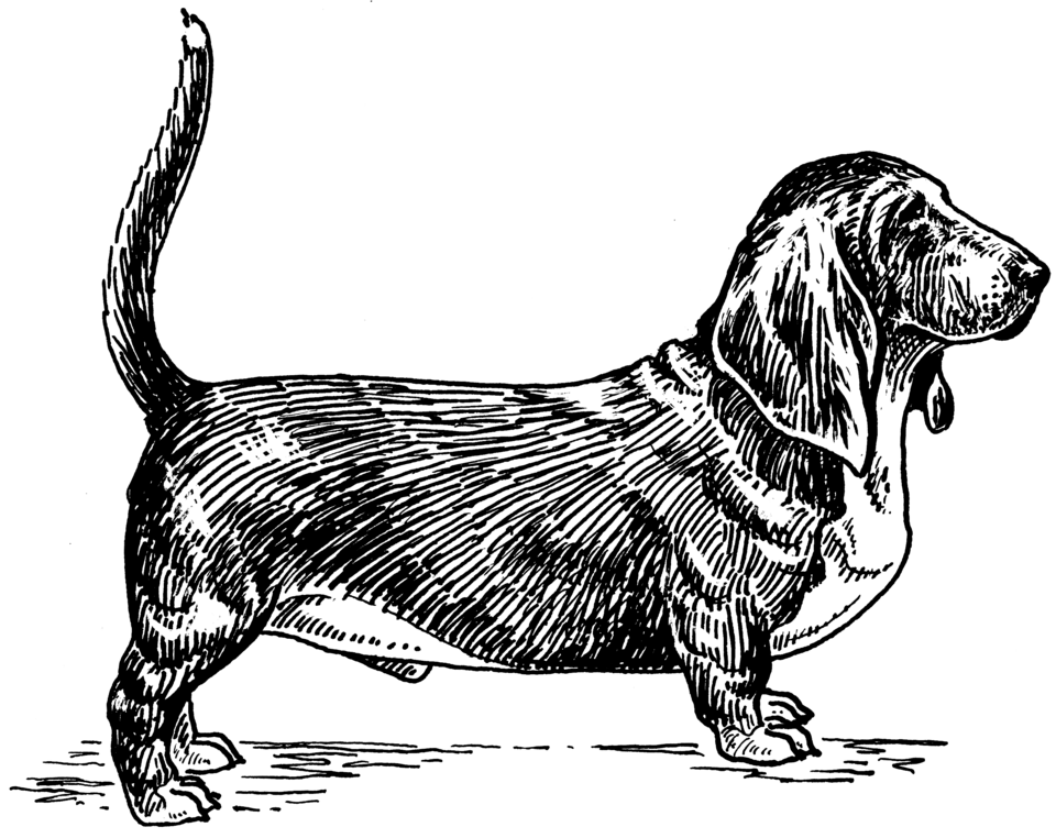 Basset Hound β breed profile photo