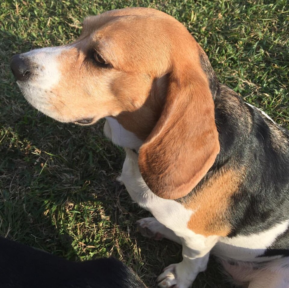 Beagle breed profile