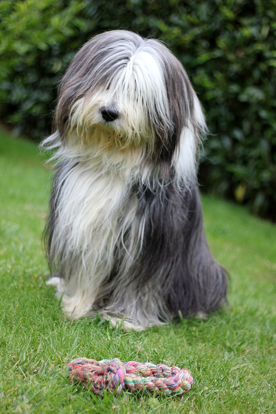 Bearded Collie β breed profile photo