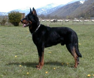 Beauceron — breed profile photo