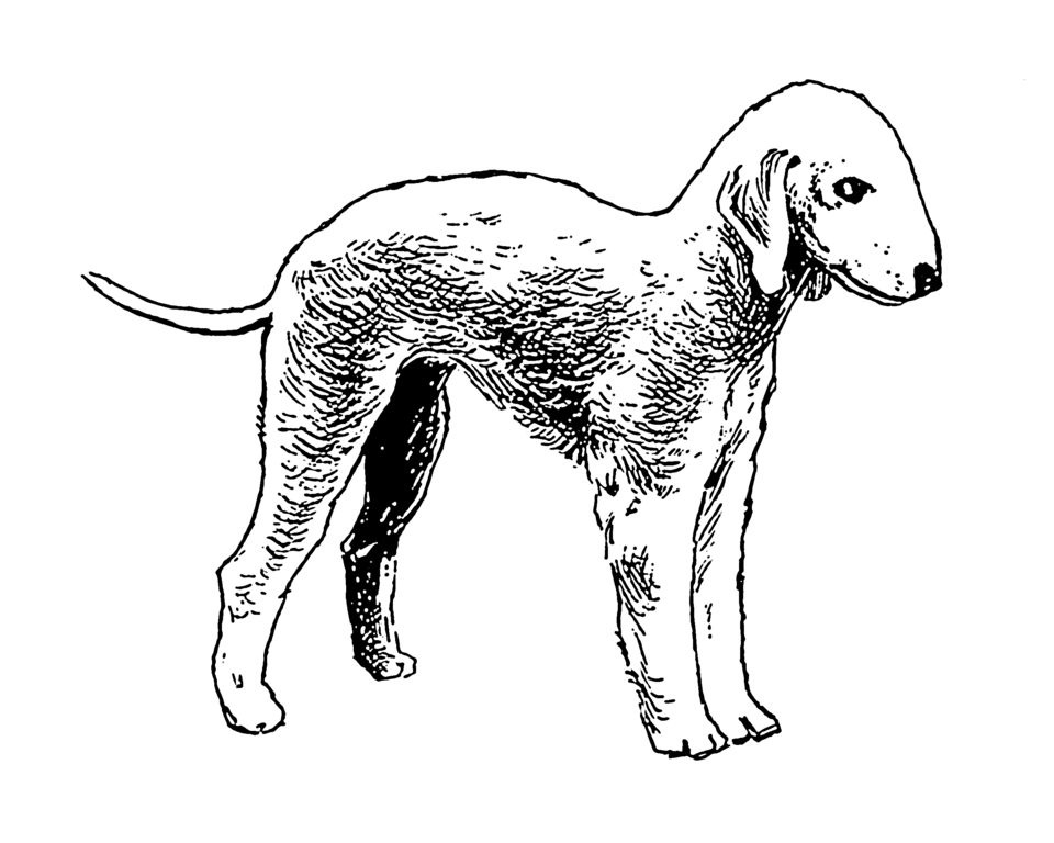 Bedlington Terrier — breed profile photo