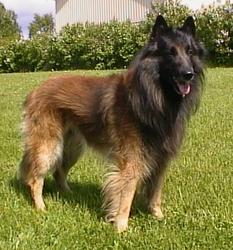 Belgian Laekenois — breed profile photo