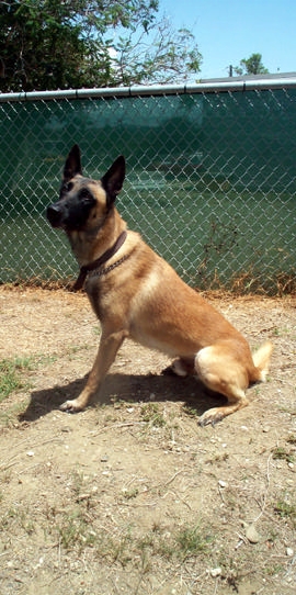 Belgian Malinois โ breed profile photo