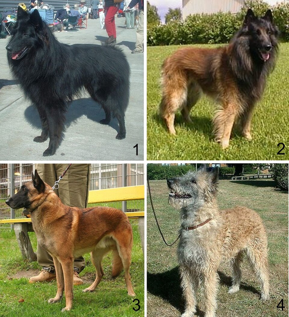 Belgian Sheepdog — breed profile photo
