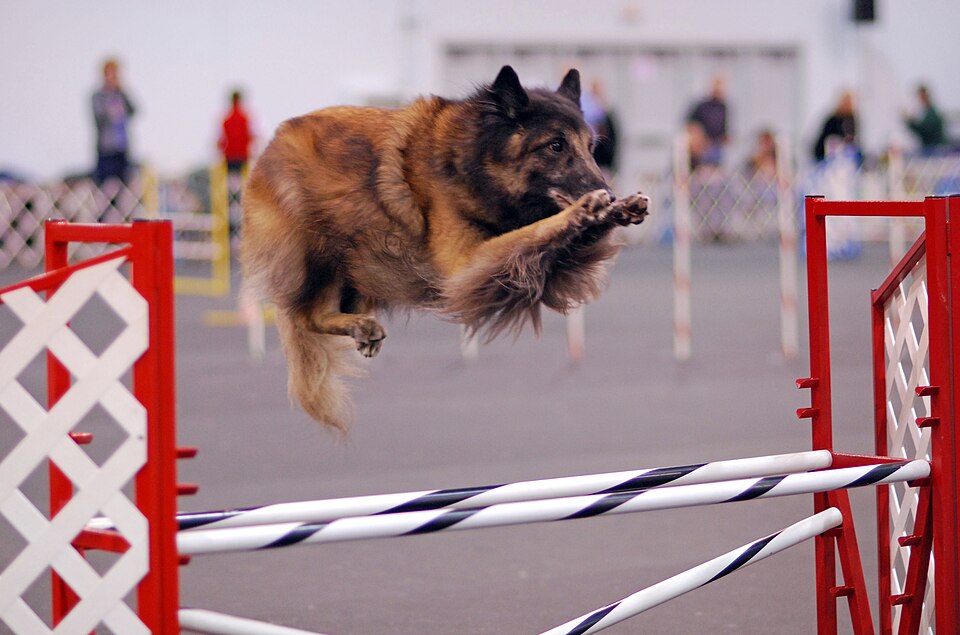 Belgian Tervuren — breed profile photo