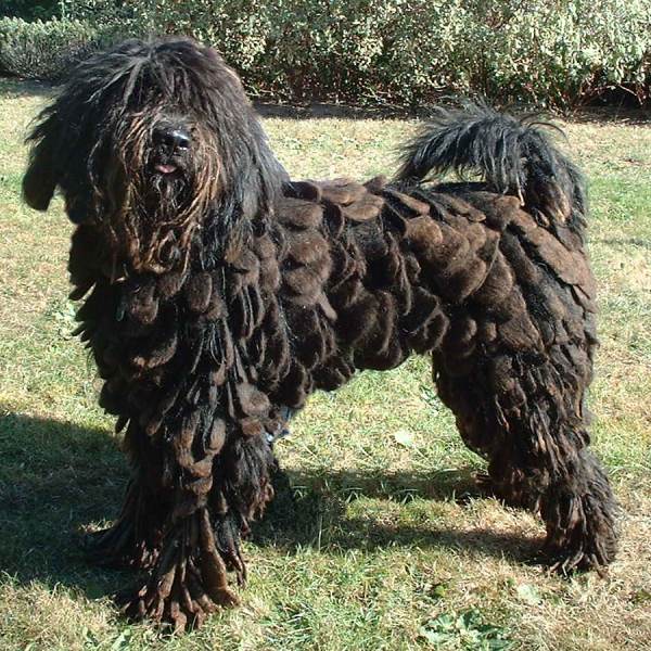 Bergamasco Sheepdog โ breed profile photo