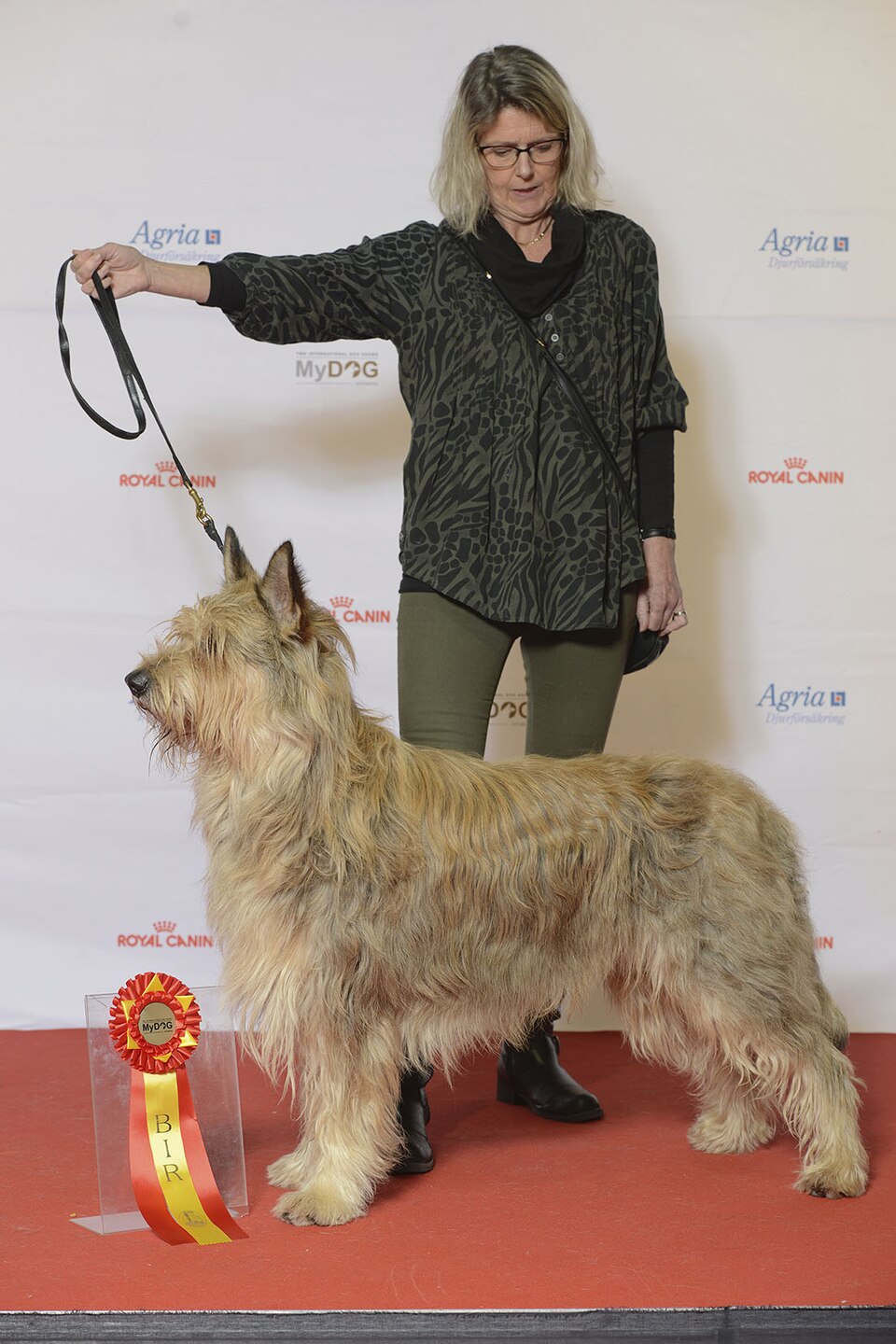 Berger Picard — breed profile photo