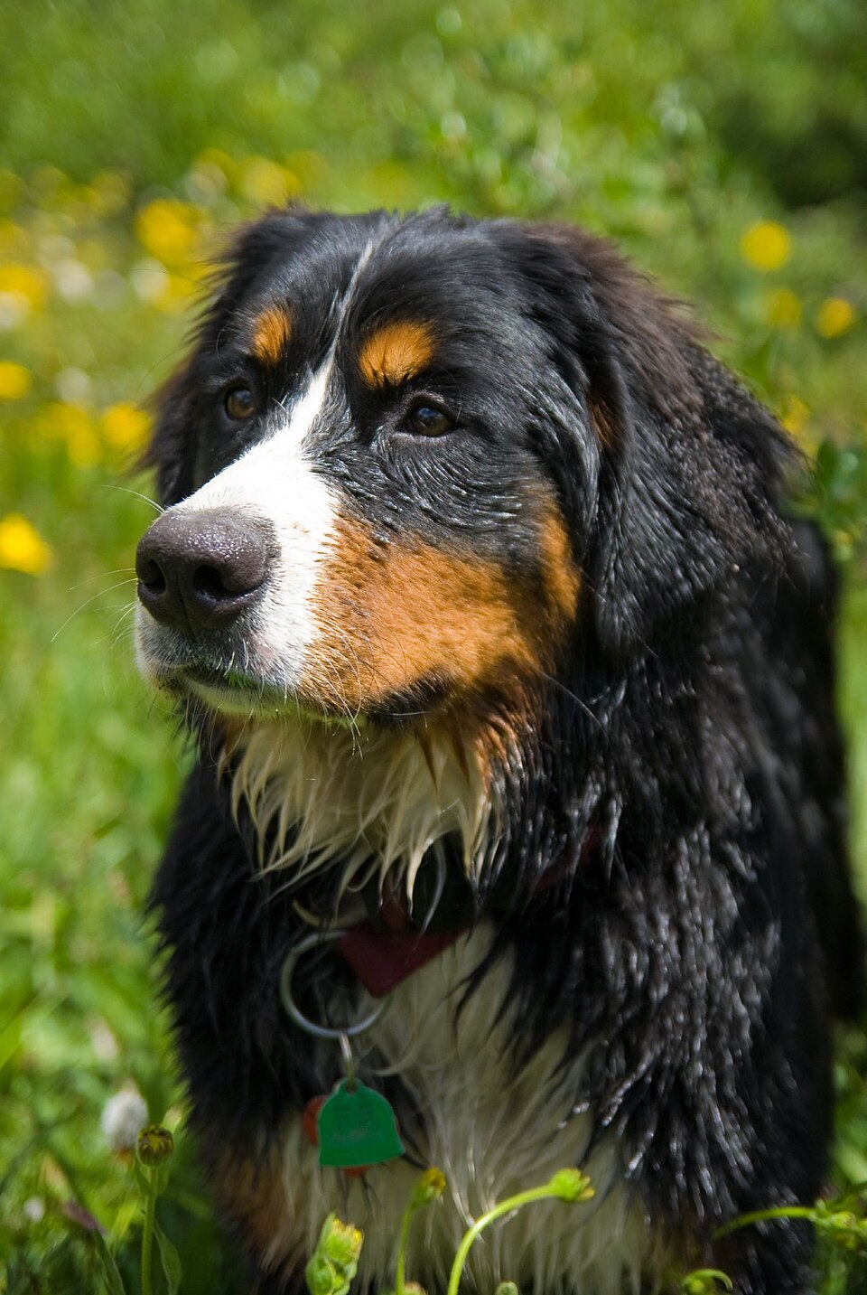 Bernese Mountain Dog — breed profile photo