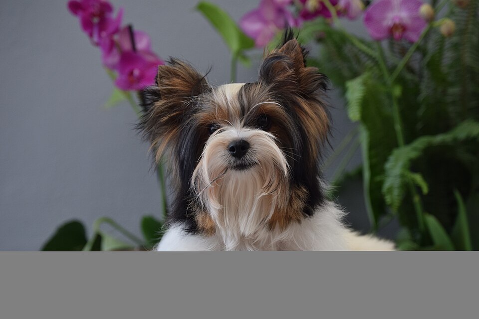 Biewer Terrier — breed profile photo