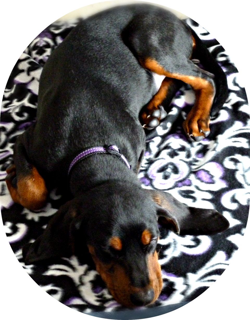 Black and Tan Coonhound — breed profile photo