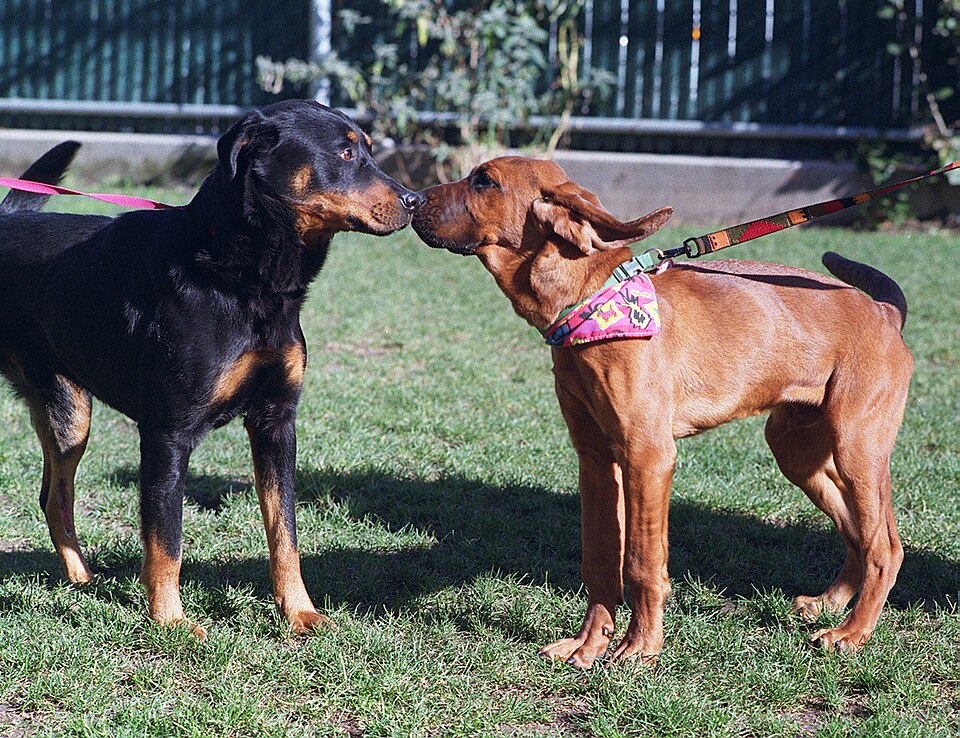 Bloodhound — breed profile photo