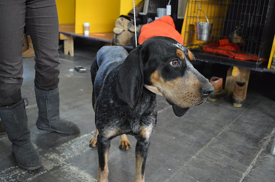 Bluetick Coonhound — breed profile photo