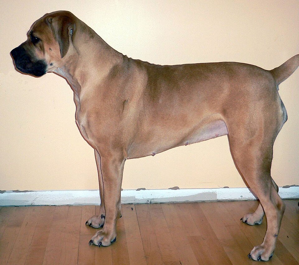 Boerboel — breed profile photo