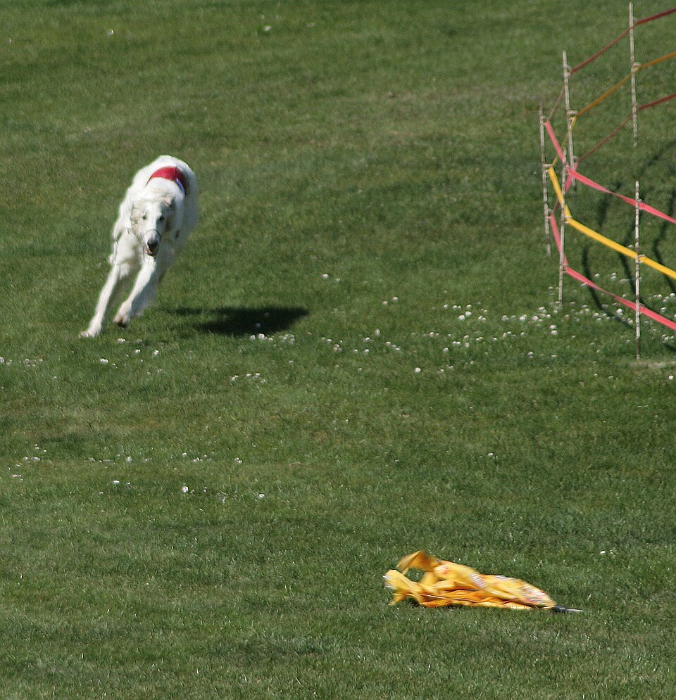 Borzoi — breed profile photo