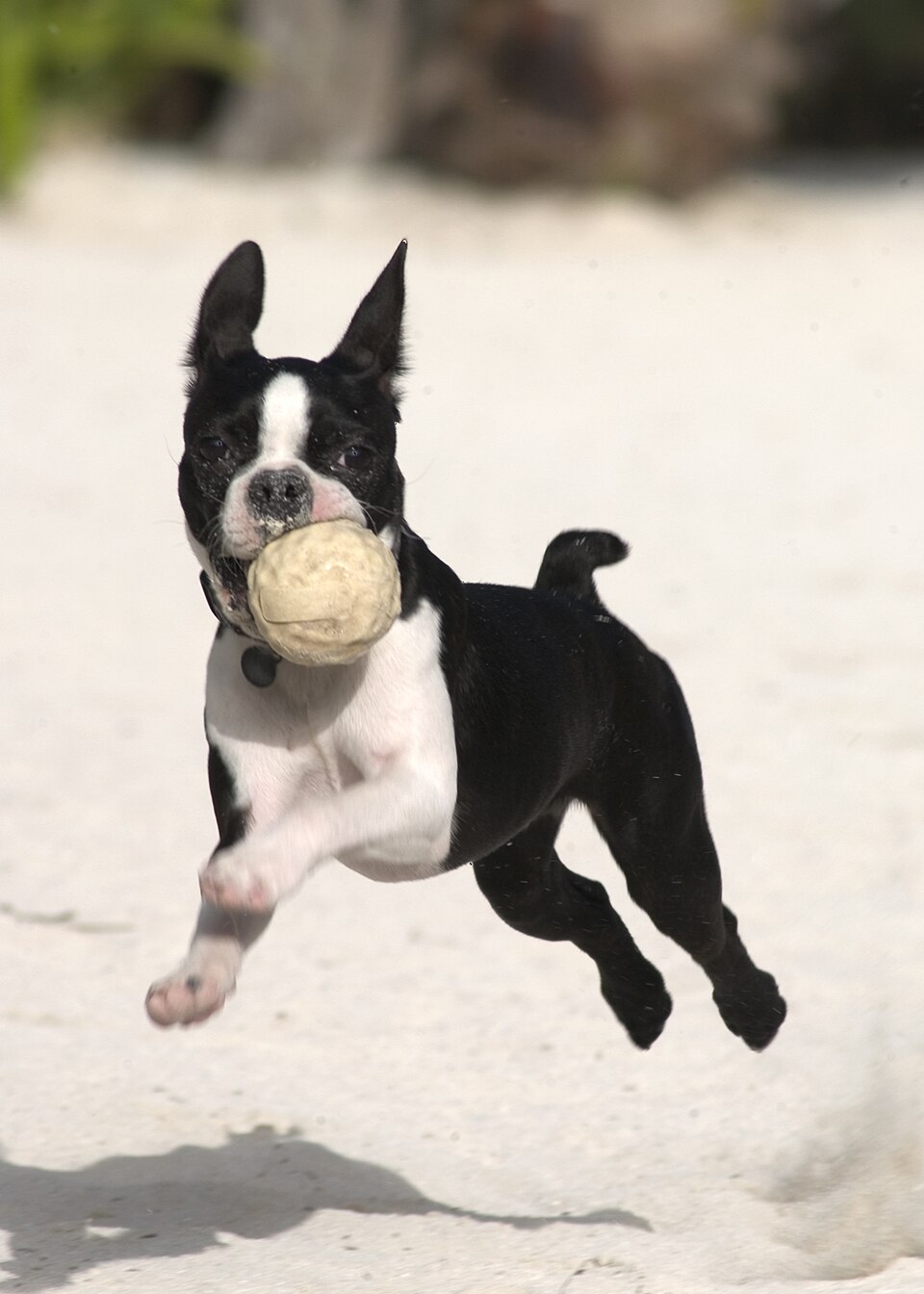 Boston Terrier — breed profile photo
