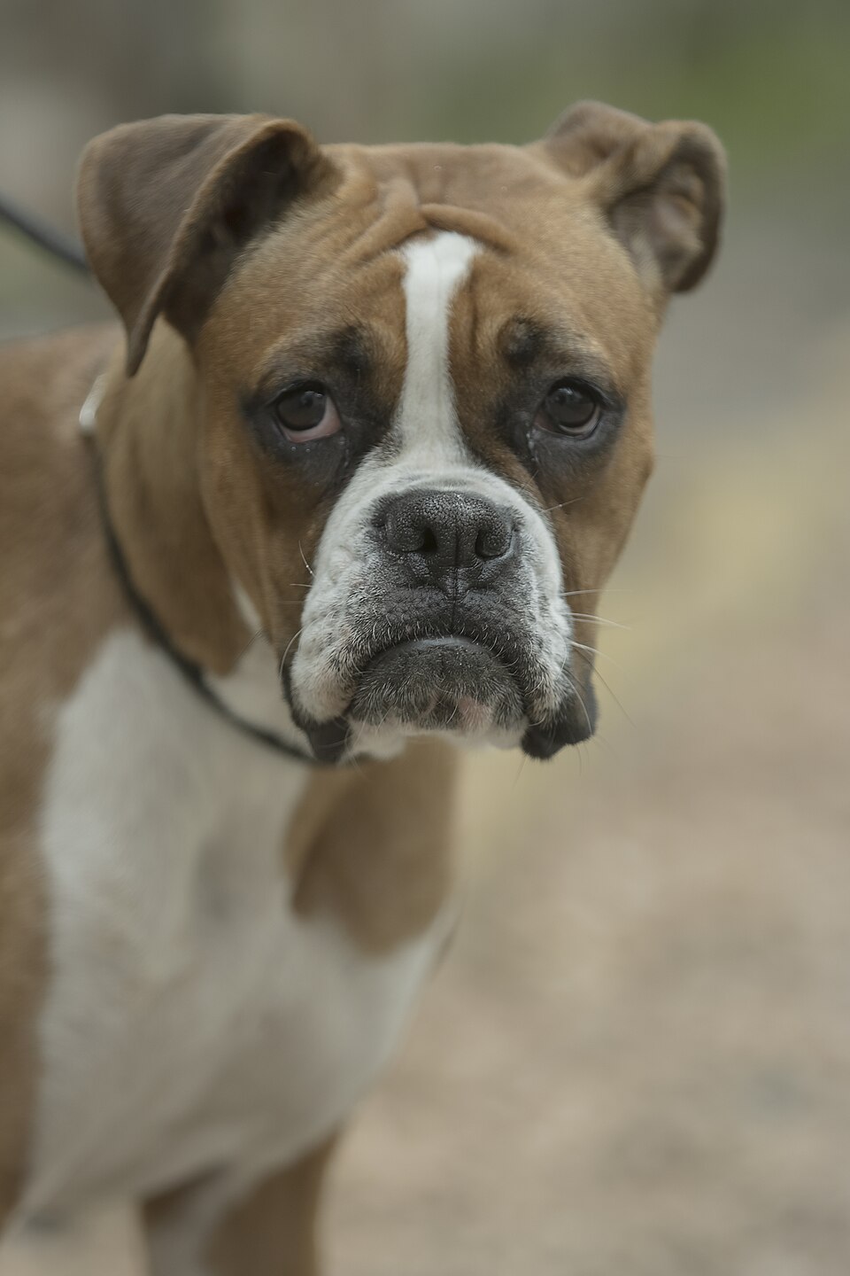 Boxer โ breed profile photo