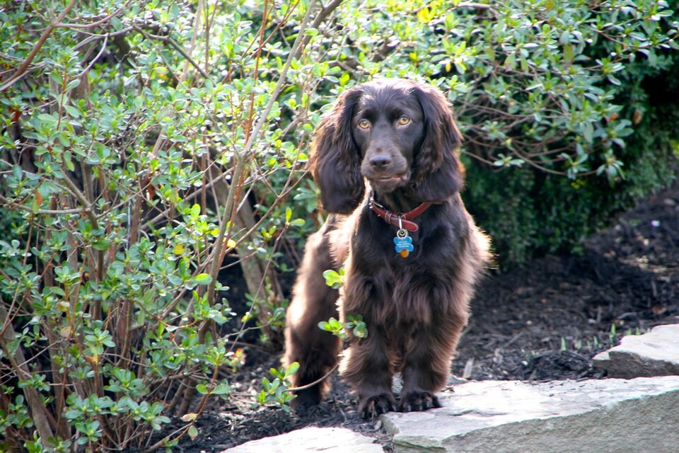 Boykin Spaniel β breed profile photo