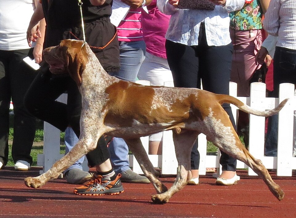 Bracco Italiano — breed profile photo