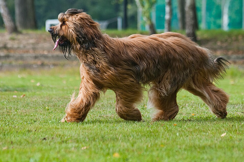 Briard — breed profile photo