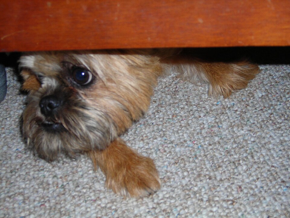 Brussels Griffon β breed profile photo