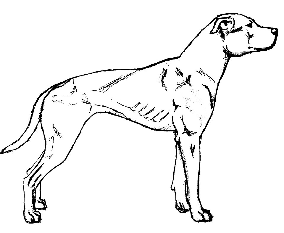 Bull Terrier — breed profile photo