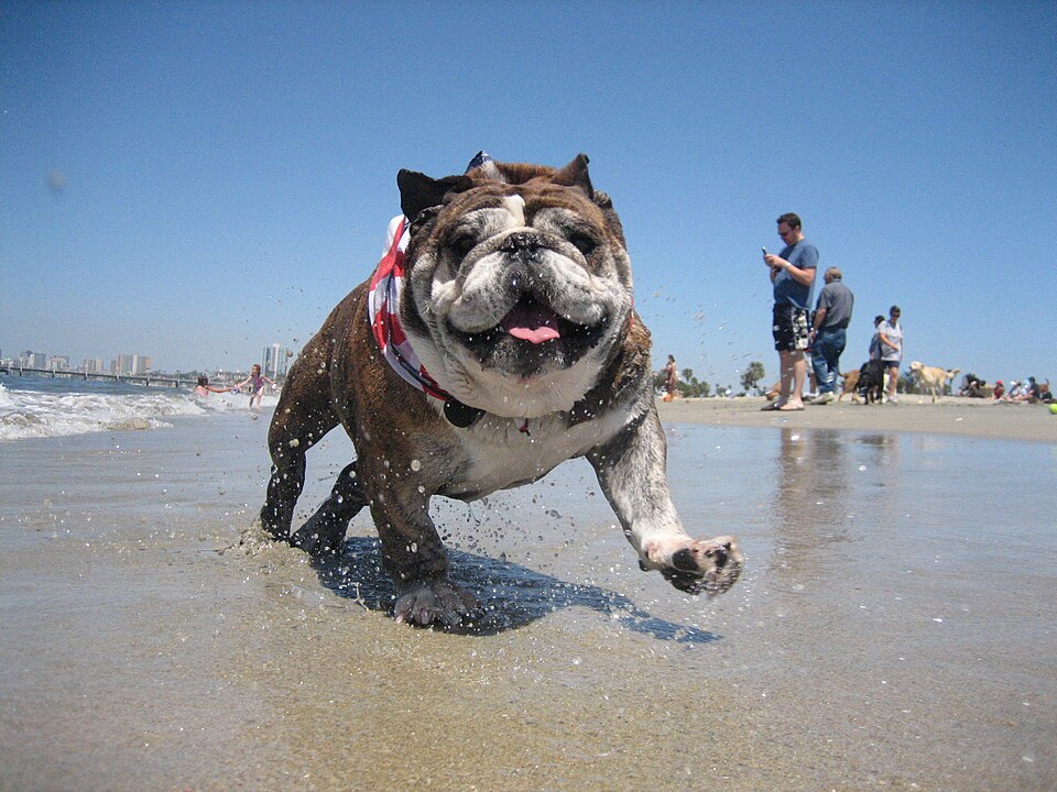 Bulldog