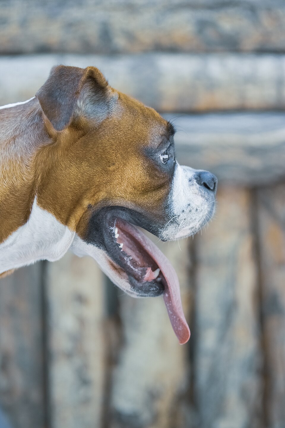 Bullmastiff — breed profile photo
