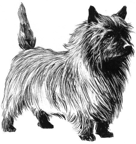 Cairn Terrier — breed profile photo