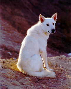 Canaan Dog β breed profile photo