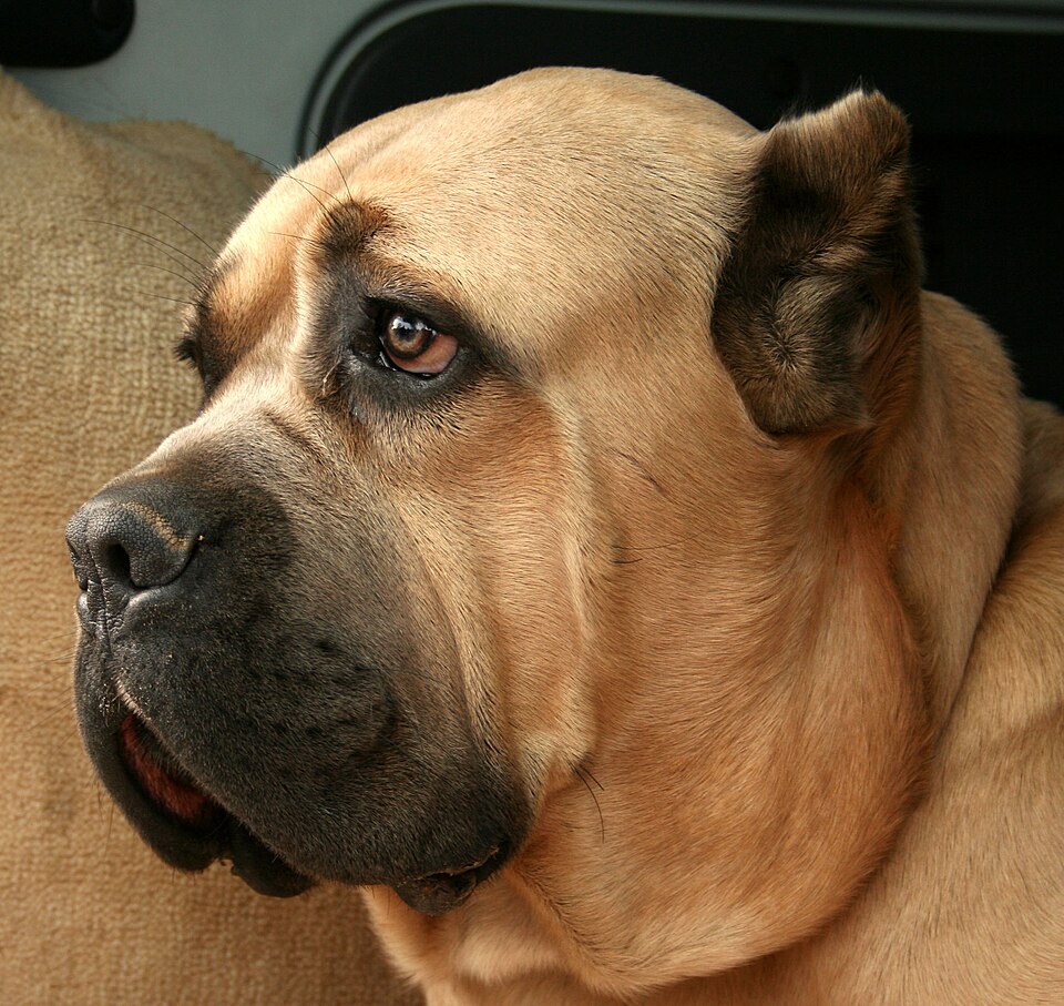 Cane Corso — breed profile photo