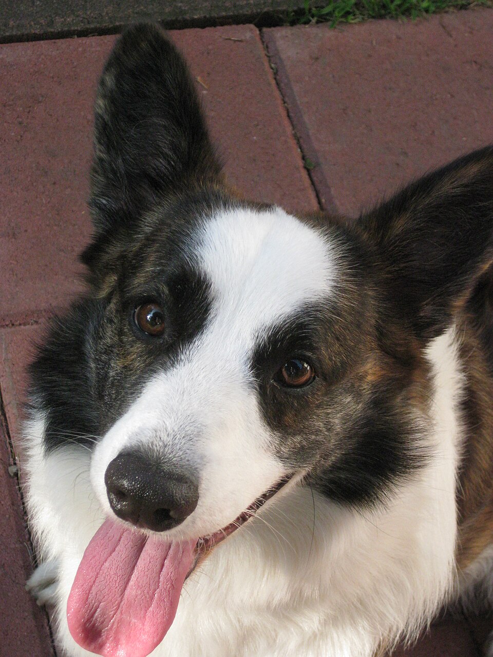 Cardigan Welsh Corgi — breed profile photo