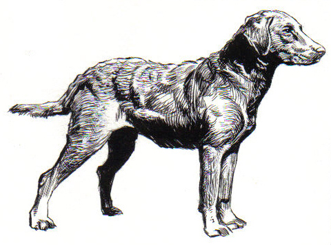 Chesapeake Bay Retriever — breed profile photo