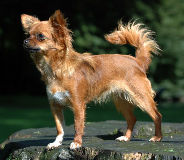 Chihuahua breed profile
