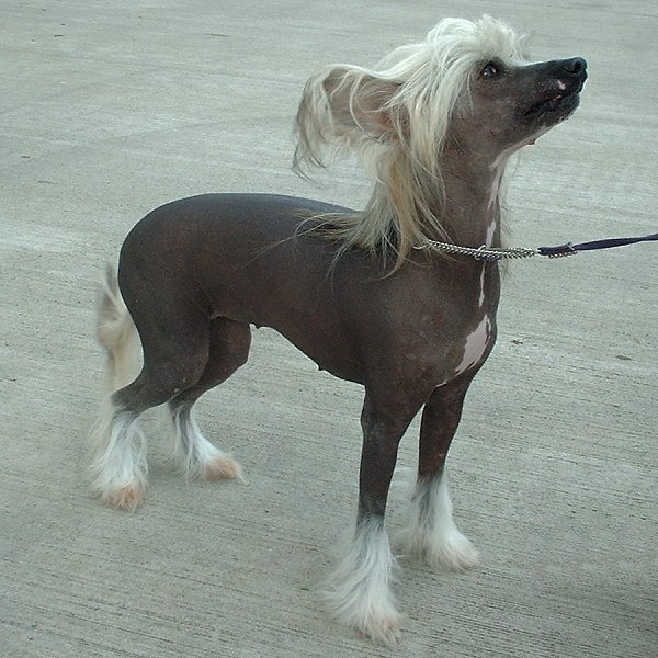 Chinese Crested — breed profile photo