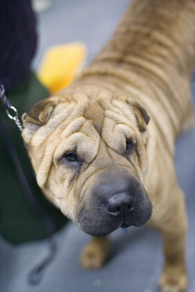 Chinese Shar-Pei — breed profile photo