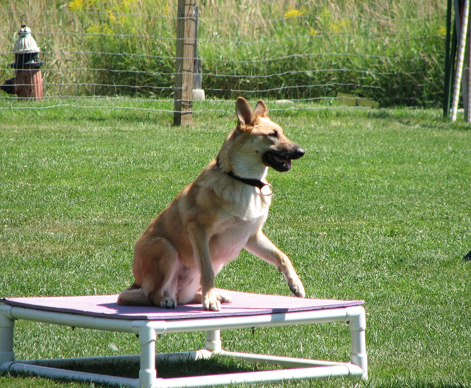 Chinook — breed profile photo
