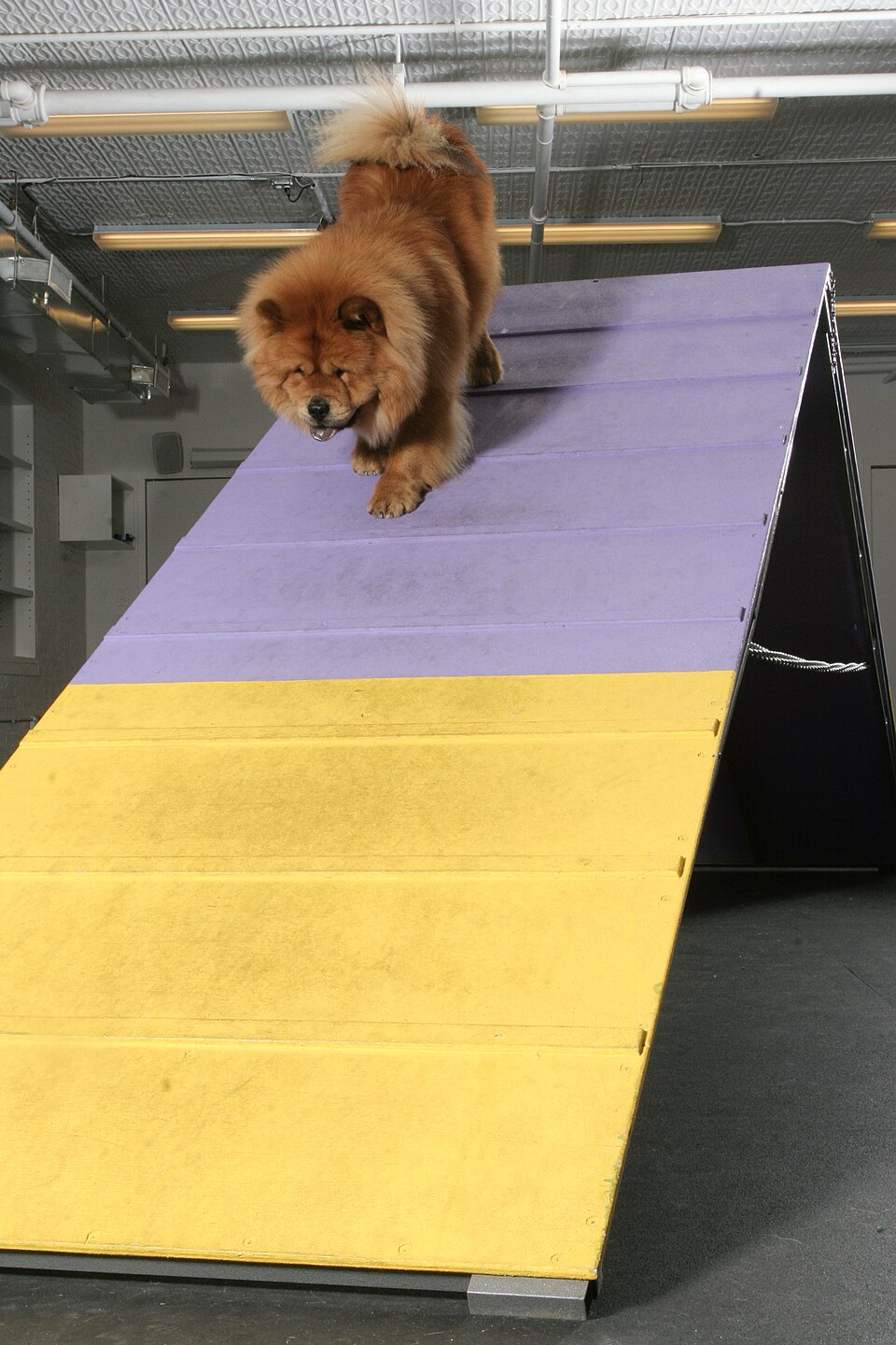Chow Chow β breed profile photo