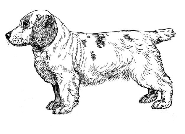 Clumber Spaniel — breed profile photo