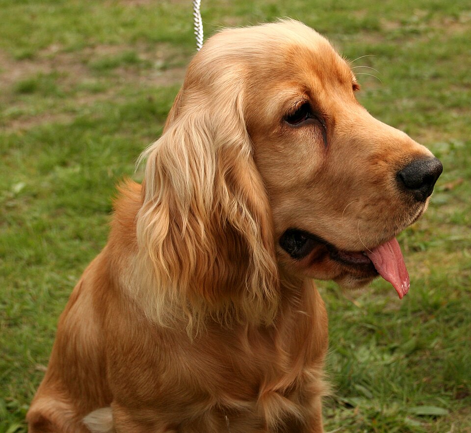 Cocker Spaniel — breed profile photo