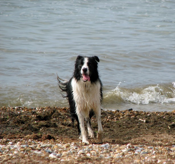 Collie β breed profile photo