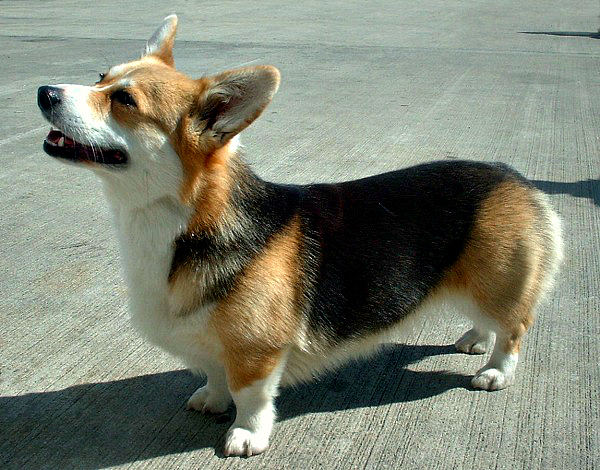 Pembroke Welsh Corgi breed profile
