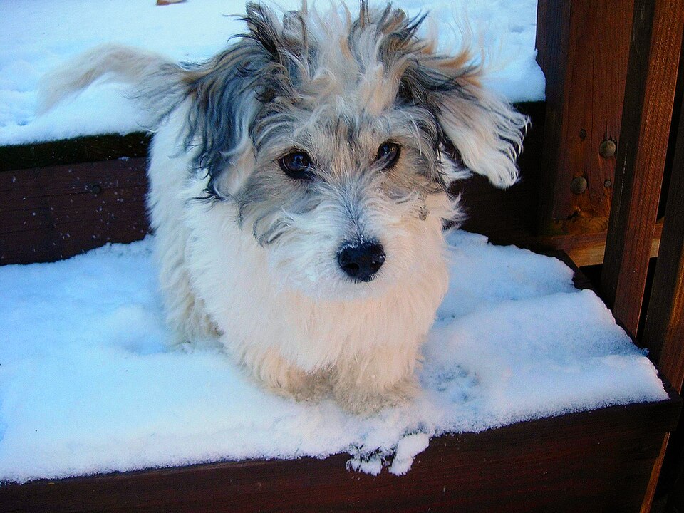 Coton de Tulear β breed profile photo