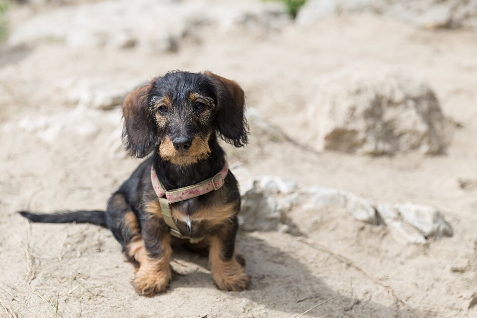 Dachshund breed profile
