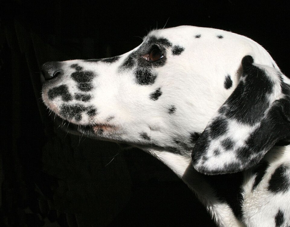 Dalmatian β breed profile photo