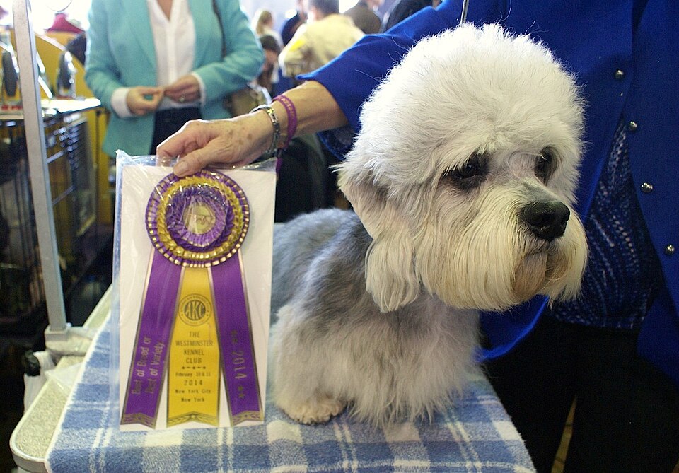 Dandie Dinmont Terrier β breed profile photo